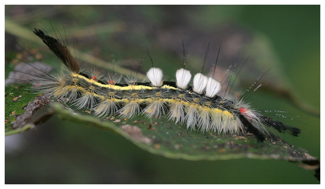 Spring Tree Pest Control in Toronto